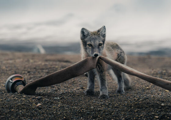 Mountain fox cub plays with the research station's water pump. Northeast Greenland 2017. Photo: Konsta Punkka