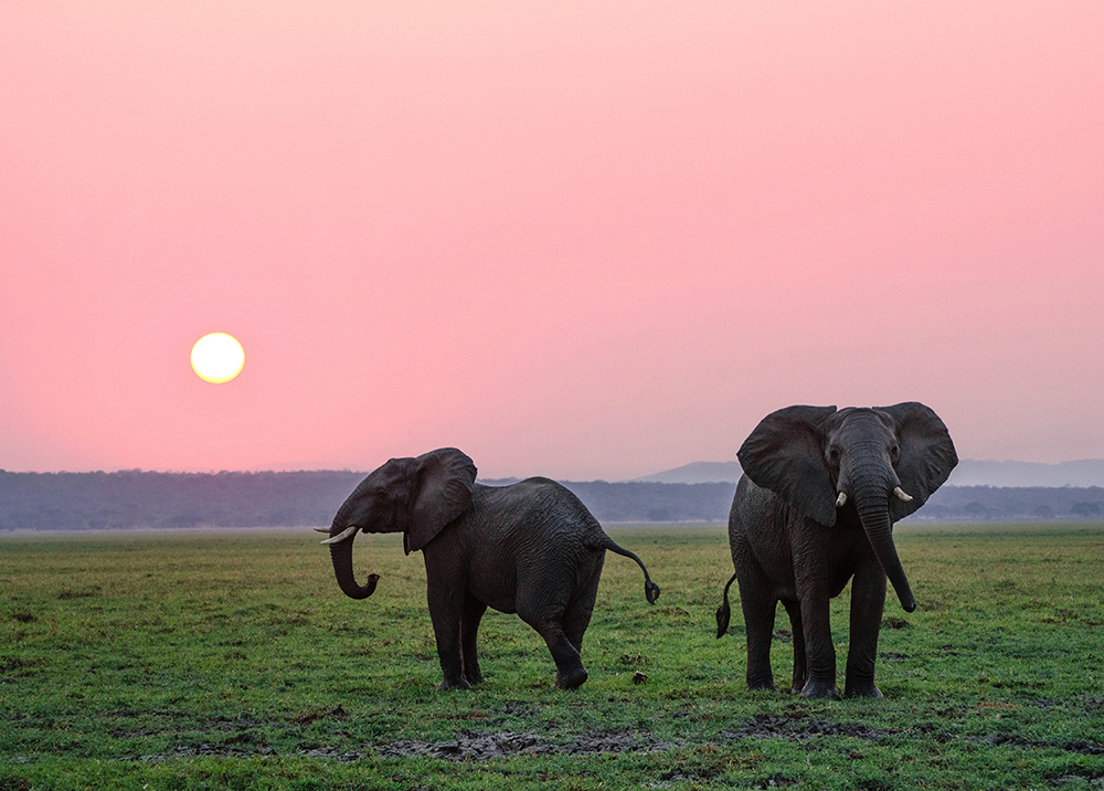Två elefanter på savann i rosa solnedgång. Foto